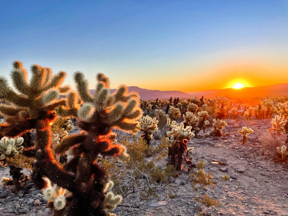 Hiking Hat: Joshua Tree National Park